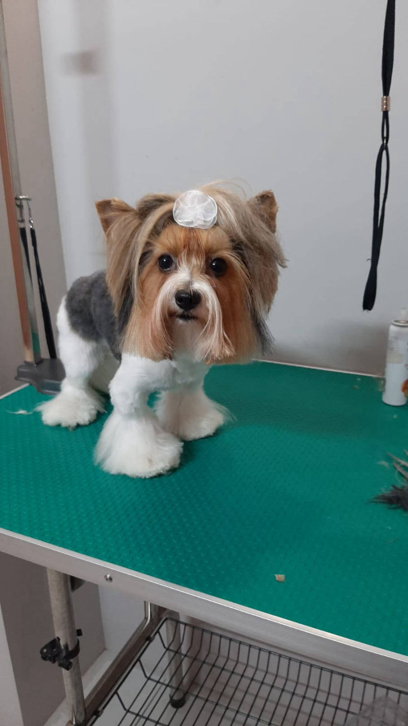 Salon de cosmetica canina si felina din Drumul Taberei, sector 6, Bucuresti. Frizerie caini si pisici din Drumul Taberei, sector 6, Bucuresti. Frizerie canina&felina.