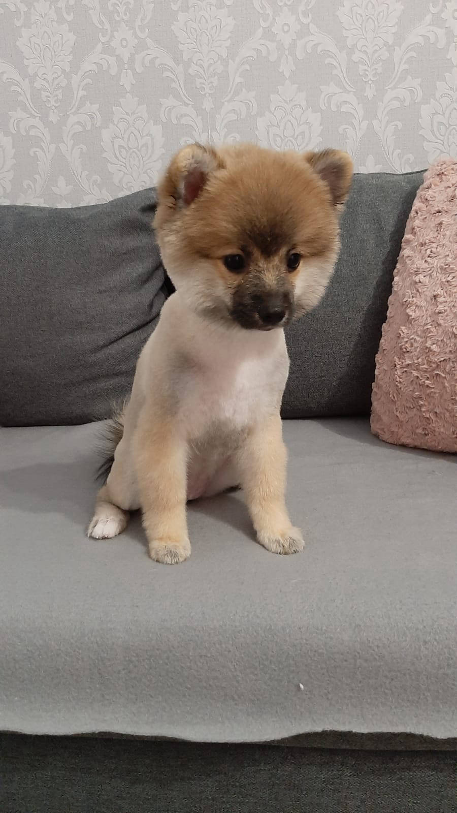 Salon de cosmetica canina si felina din Drumul Taberei, sector 6, Bucuresti. Frizerie caini si pisici din Drumul Taberei, sector 6, Bucuresti. Frizerie canina&felina.