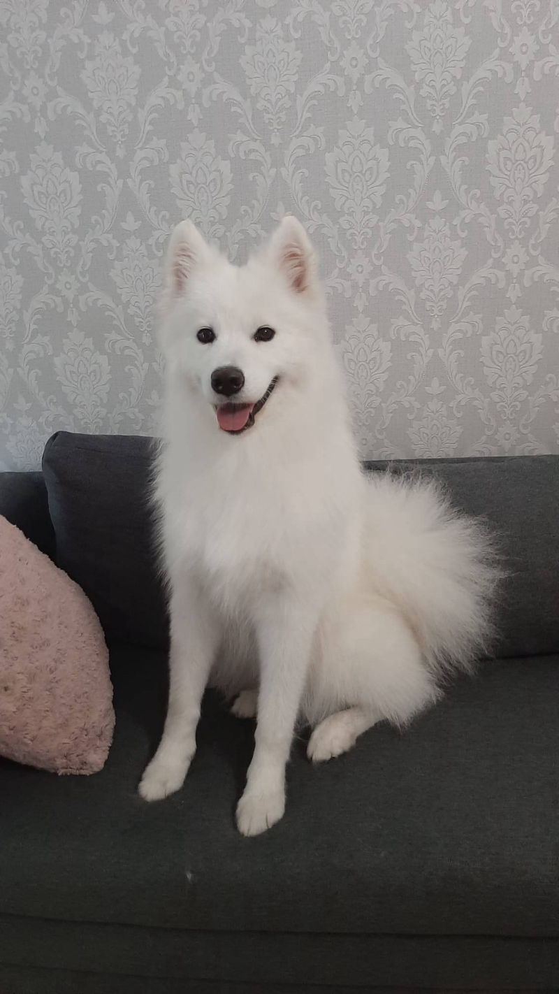 Salon de cosmetica canina si felina din Drumul Taberei, sector 6, Bucuresti. Frizerie caini si pisici din Drumul Taberei, sector 6, Bucuresti. Frizerie canina&felina.