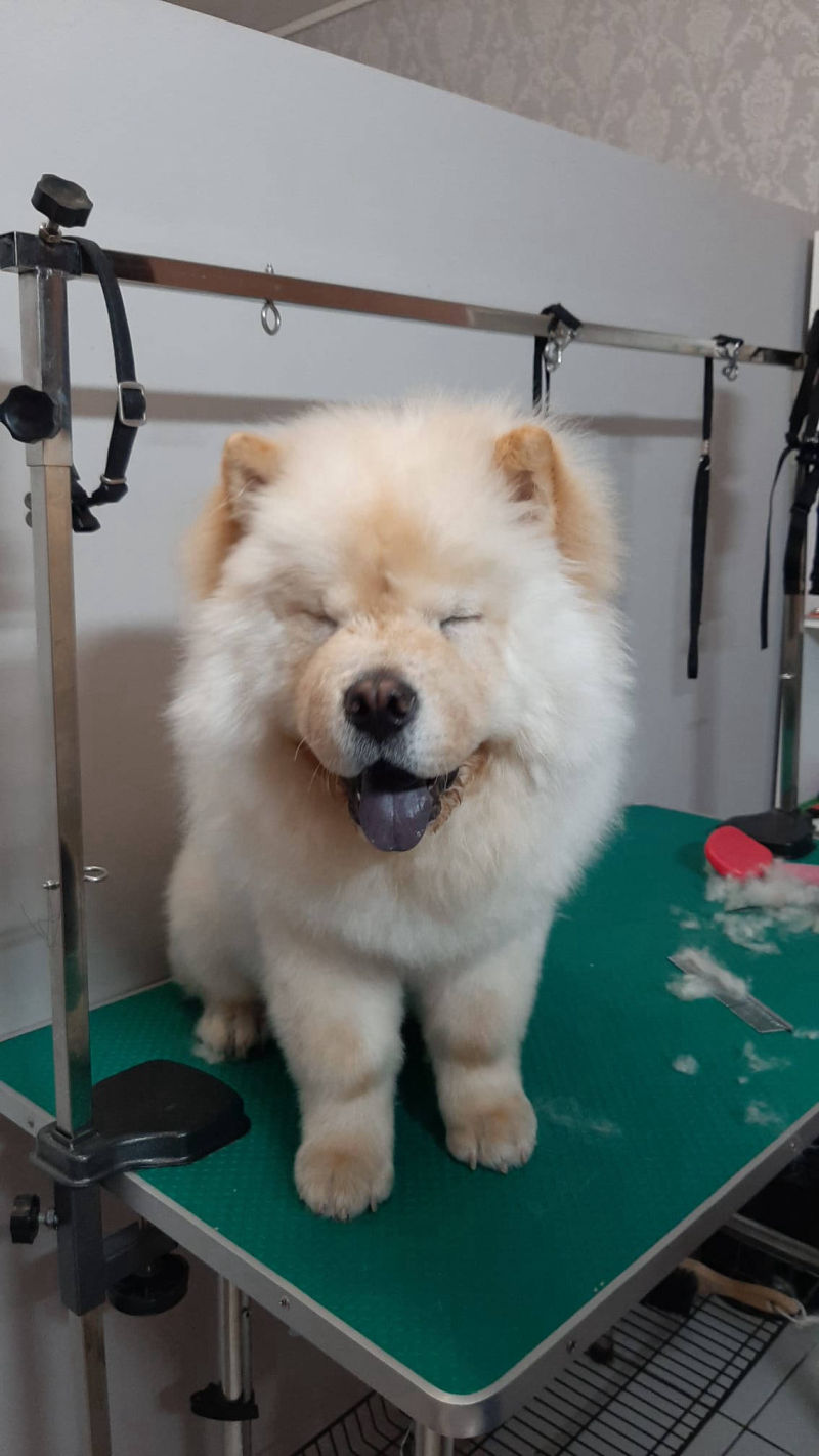 Salon de cosmetica canina si felina din Drumul Taberei, sector 6, Bucuresti. Frizerie caini si pisici din Drumul Taberei, sector 6, Bucuresti. Frizerie canina&felina.