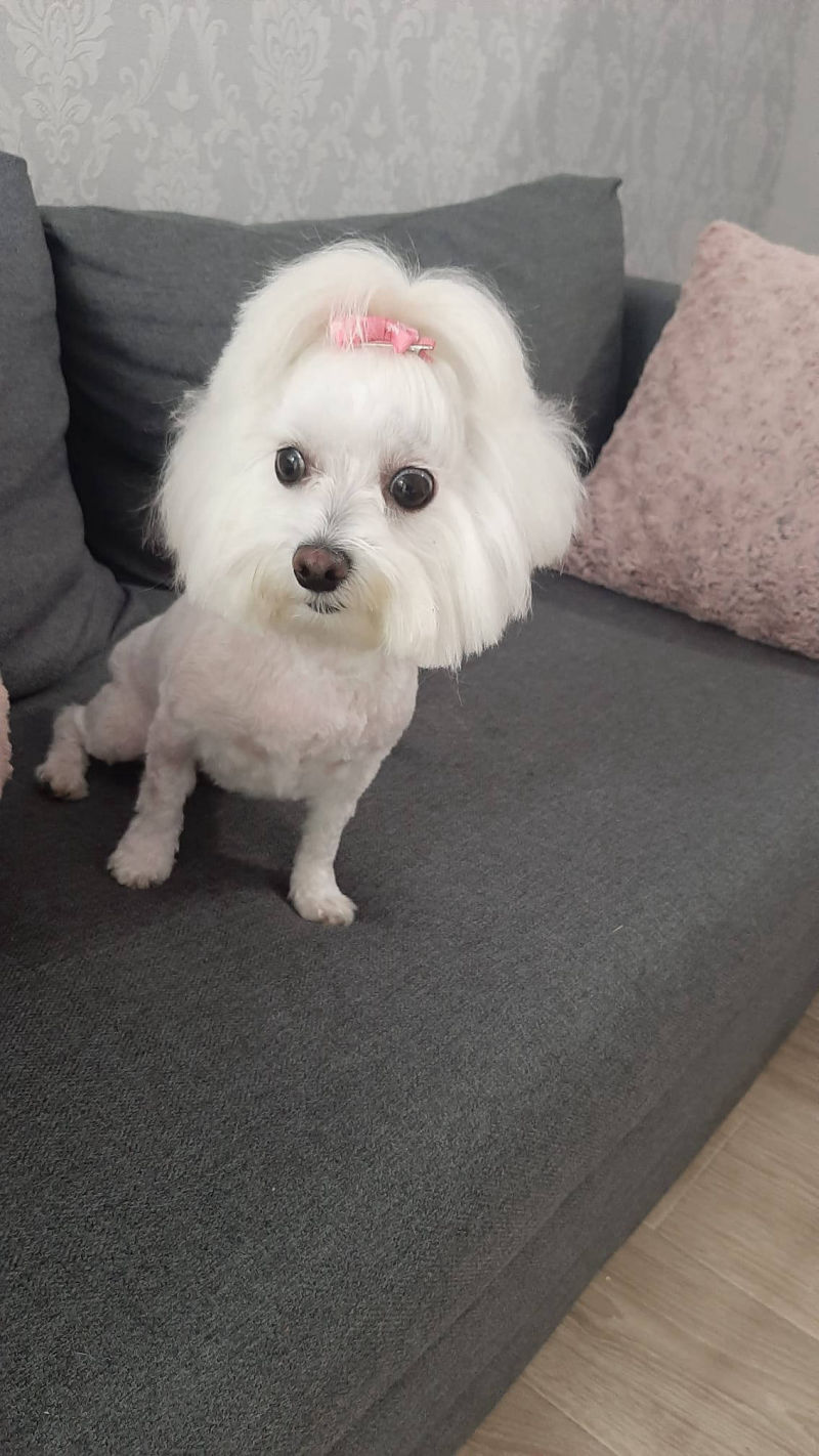 Salon de cosmetica canina si felina din Drumul Taberei, sector 6, Bucuresti. Frizerie caini si pisici din Drumul Taberei, sector 6, Bucuresti. Frizerie canina&felina.