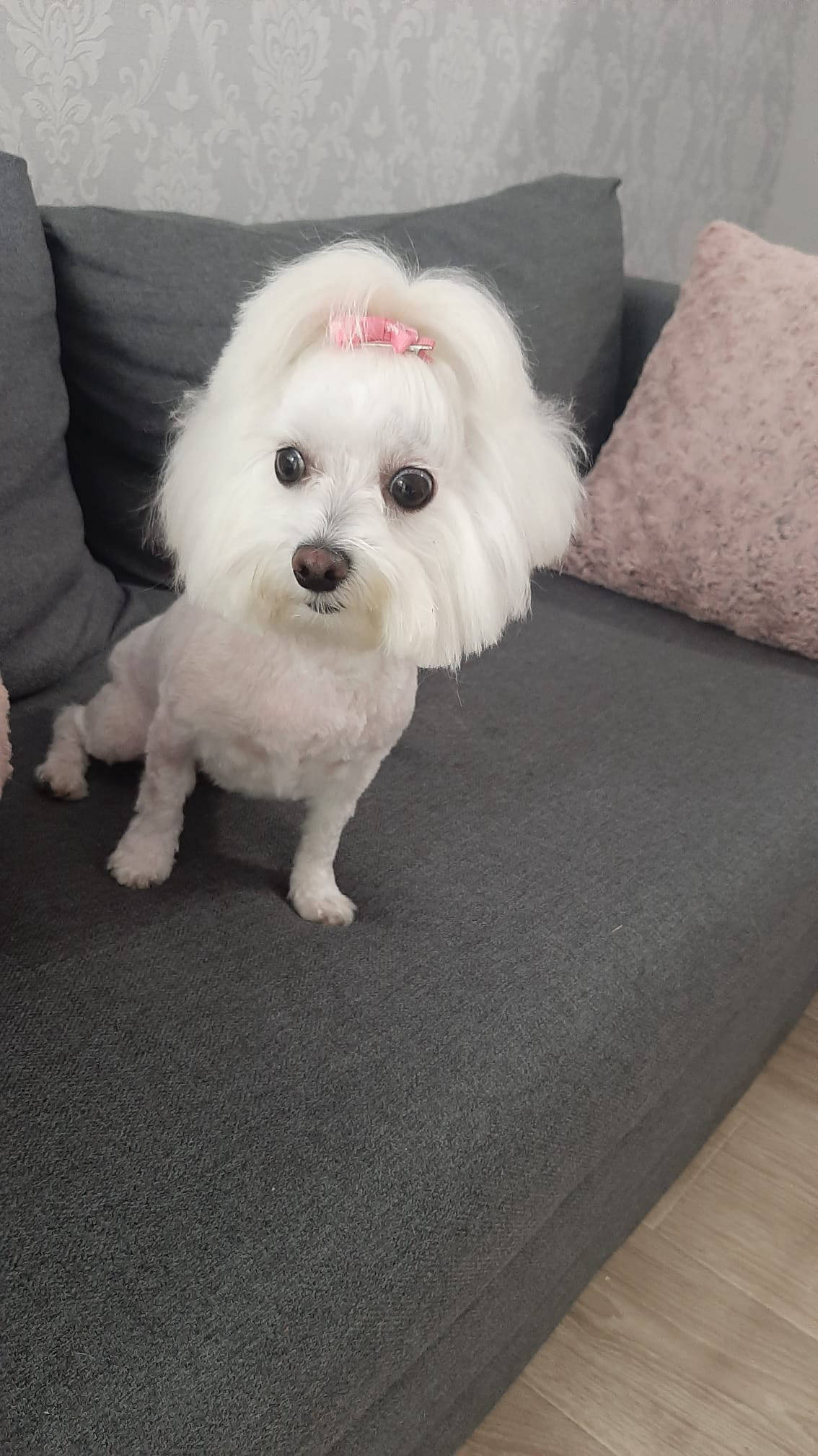 Salon de cosmetica canina si felina din Drumul Taberei, sector 6, Bucuresti. Frizerie caini si pisici din Drumul Taberei, sector 6, Bucuresti. Frizerie canina&felina.