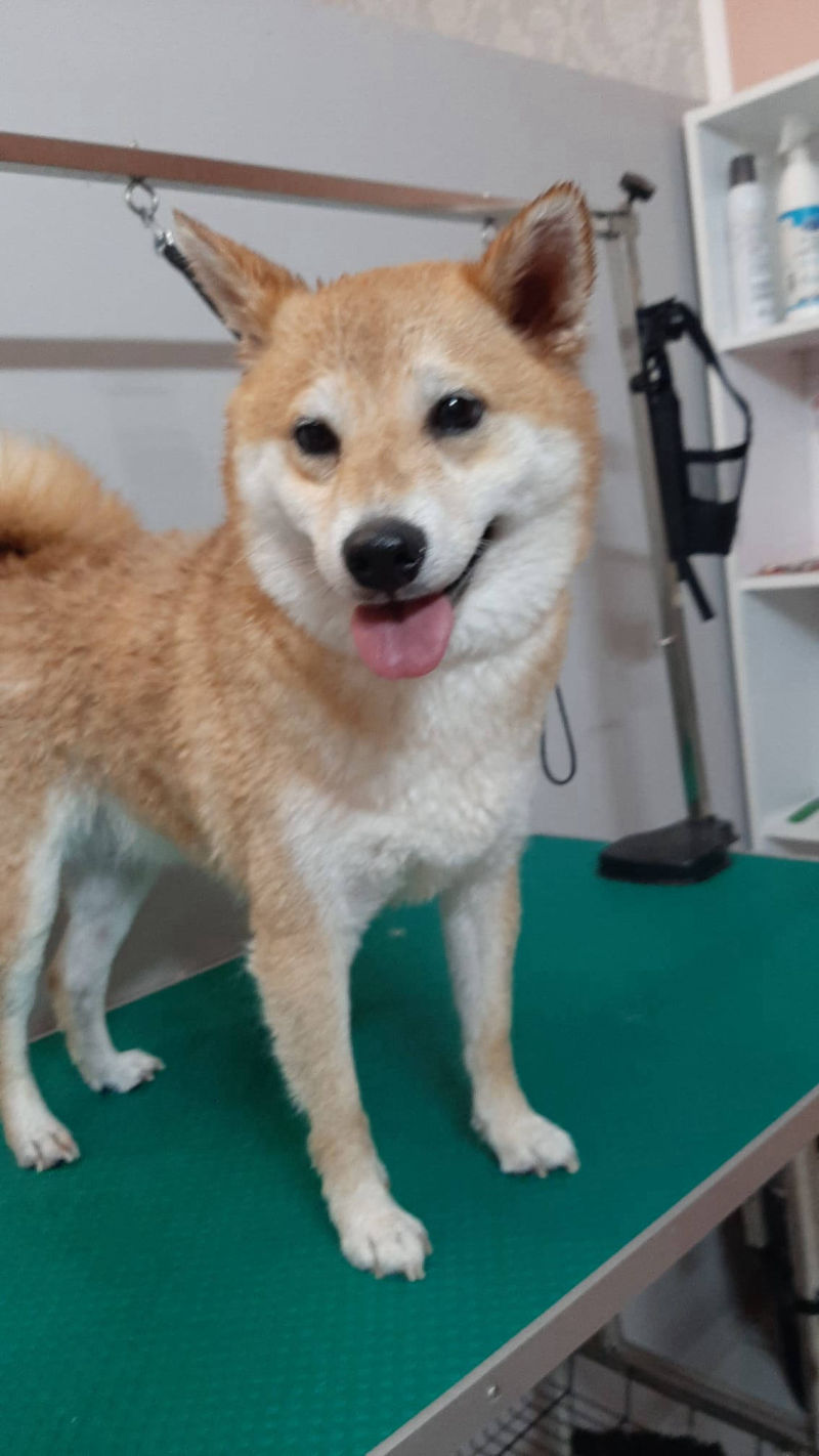 Salon de cosmetica canina si felina din Drumul Taberei, sector 6, Bucuresti. Frizerie caini si pisici din Drumul Taberei, sector 6, Bucuresti. Frizerie canina&felina.