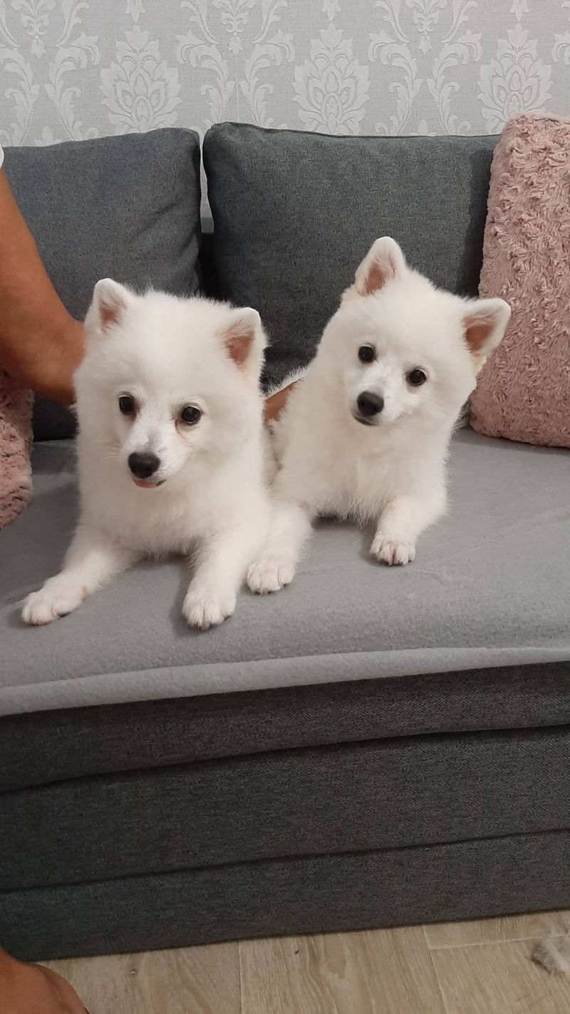 Salon de cosmetica canina si felina din Drumul Taberei, sector 6, Bucuresti. Frizerie caini si pisici din Drumul Taberei, sector 6, Bucuresti. Frizerie canina&felina.