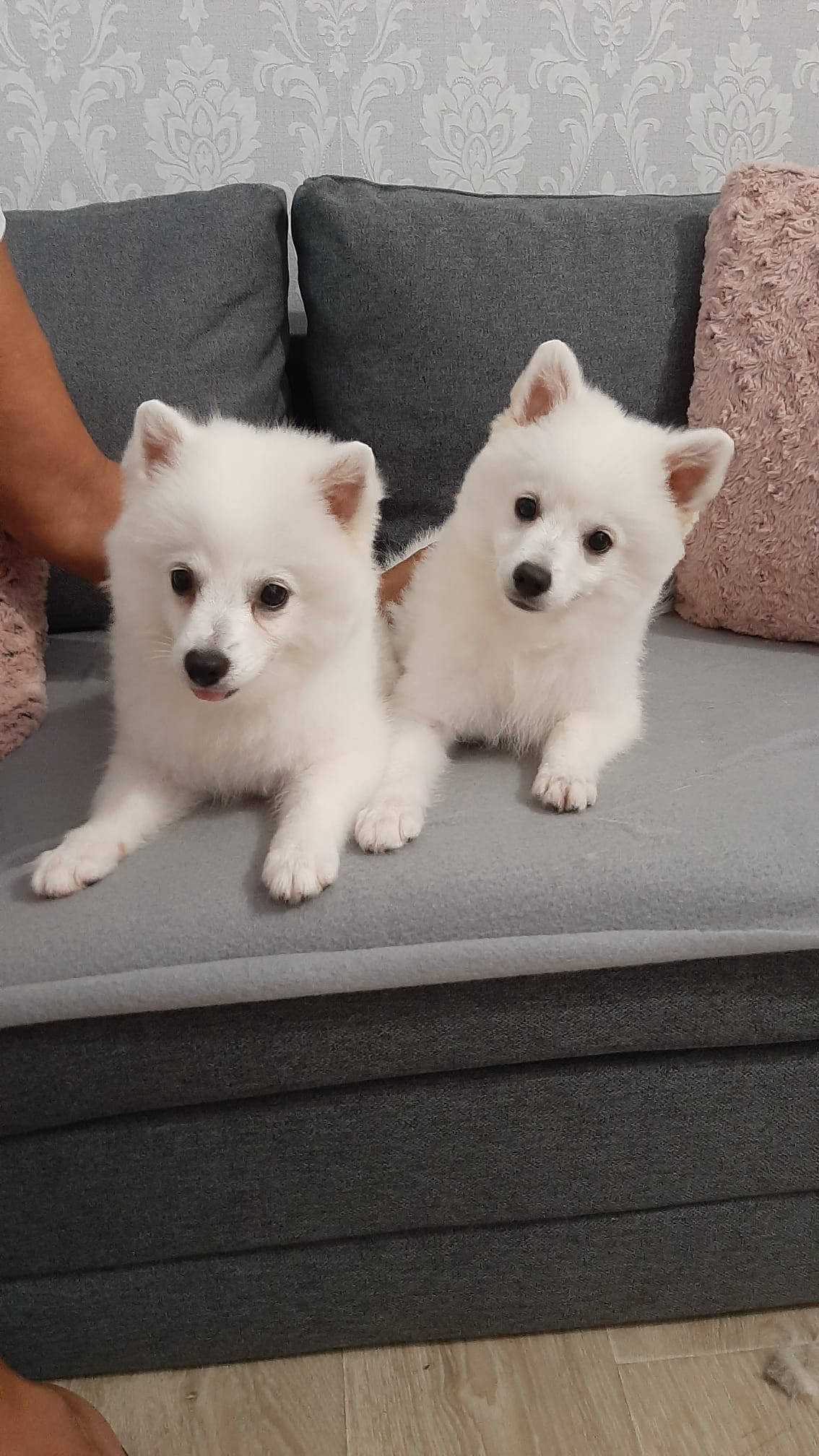 Salon de cosmetica canina si felina din Drumul Taberei, sector 6, Bucuresti. Frizerie caini si pisici din Drumul Taberei, sector 6, Bucuresti. Frizerie canina&felina.