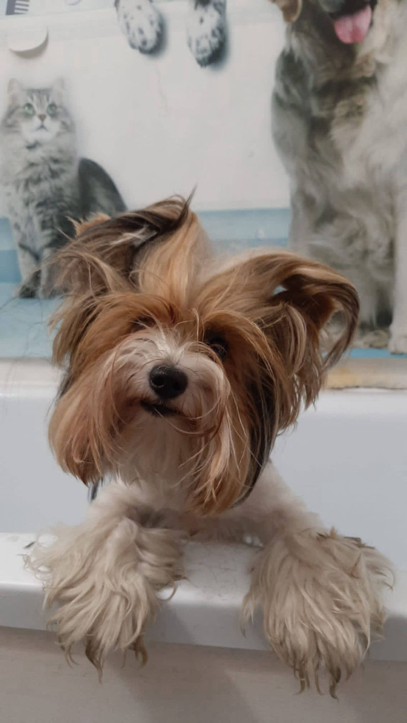 Salon de cosmetica canina si felina din Drumul Taberei, sector 6, Bucuresti. Frizerie caini si pisici din Drumul Taberei, sector 6, Bucuresti. Frizerie canina&felina.