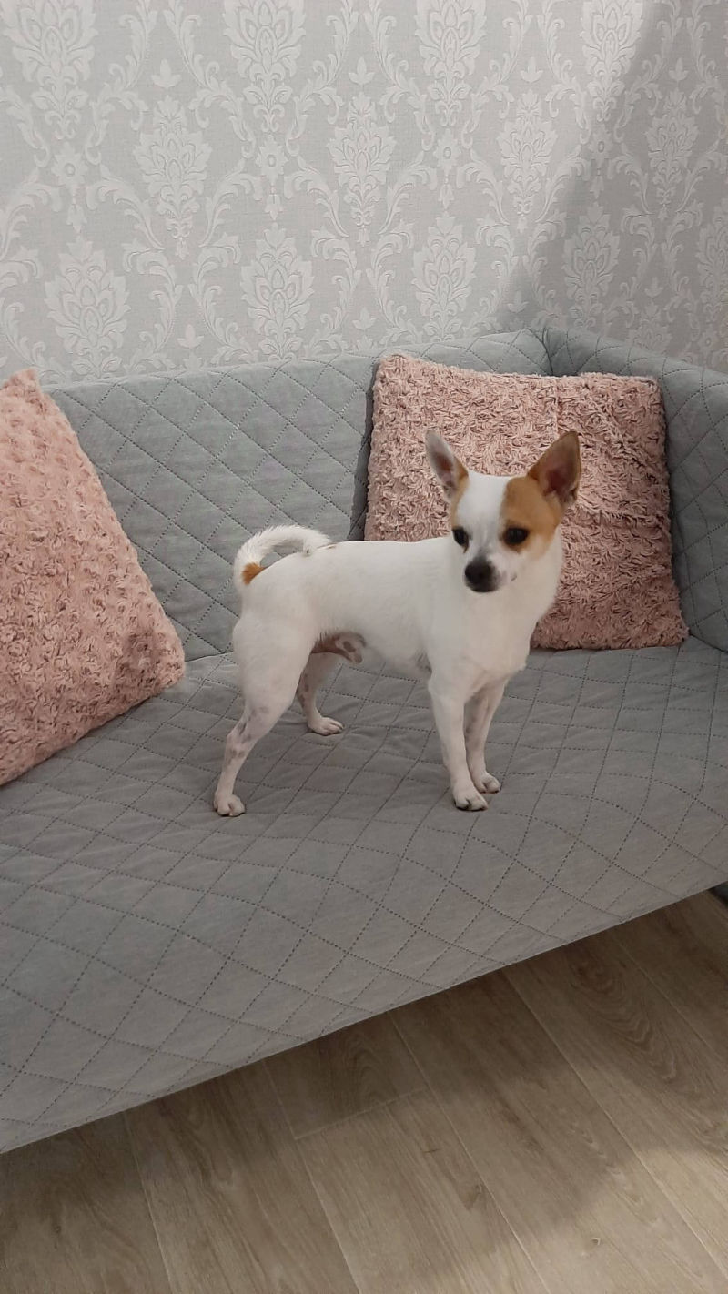 Salon de cosmetica canina si felina din Drumul Taberei, sector 6, Bucuresti. Frizerie caini si pisici din Drumul Taberei, sector 6, Bucuresti. Frizerie canina&felina.