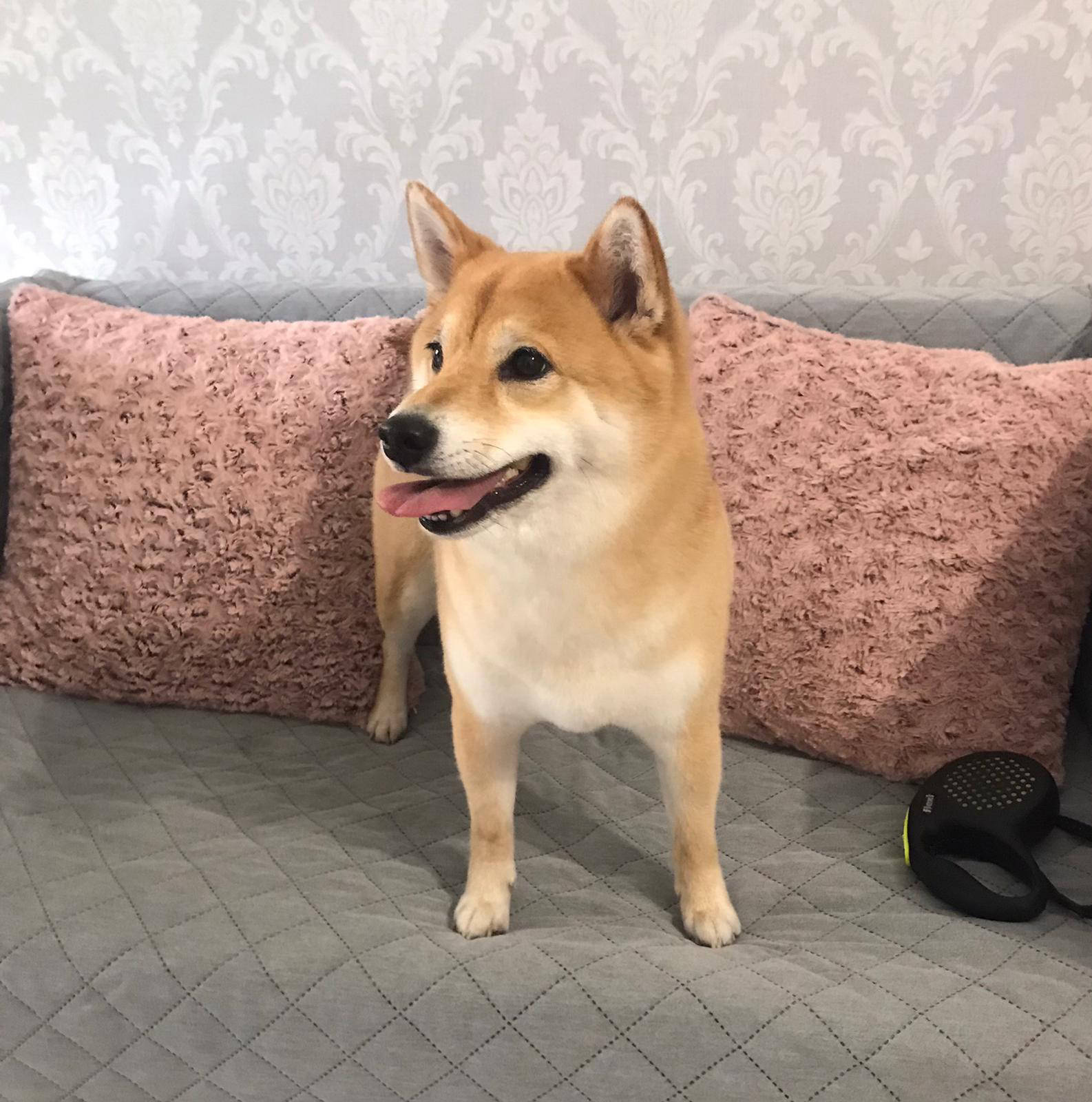 Salon de cosmetica canina si felina din Drumul Taberei, sector 6, Bucuresti. Frizerie caini si pisici din Drumul Taberei, sector 6, Bucuresti. Frizerie canina&felina.