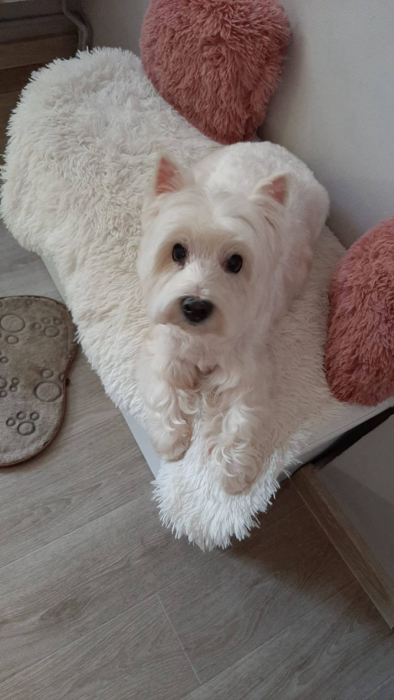 Salon de cosmetica canina si felina din Drumul Taberei, sector 6, Bucuresti. Frizerie caini si pisici din Drumul Taberei, sector 6, Bucuresti. Frizerie canina&felina.