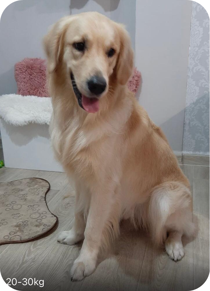 Salon de cosmetica canina si felina din Drumul Taberei, sector 6, Bucuresti. Frizerie caini si pisici din Drumul Taberei, sector 6, Bucuresti. Frizerie canina&felina.