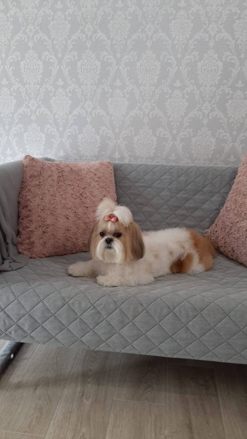 Salon de cosmetica canina si felina din Drumul Taberei, sector 6, Bucuresti. Frizerie caini si pisici din Drumul Taberei, sector 6, Bucuresti. Frizerie canina&felina.