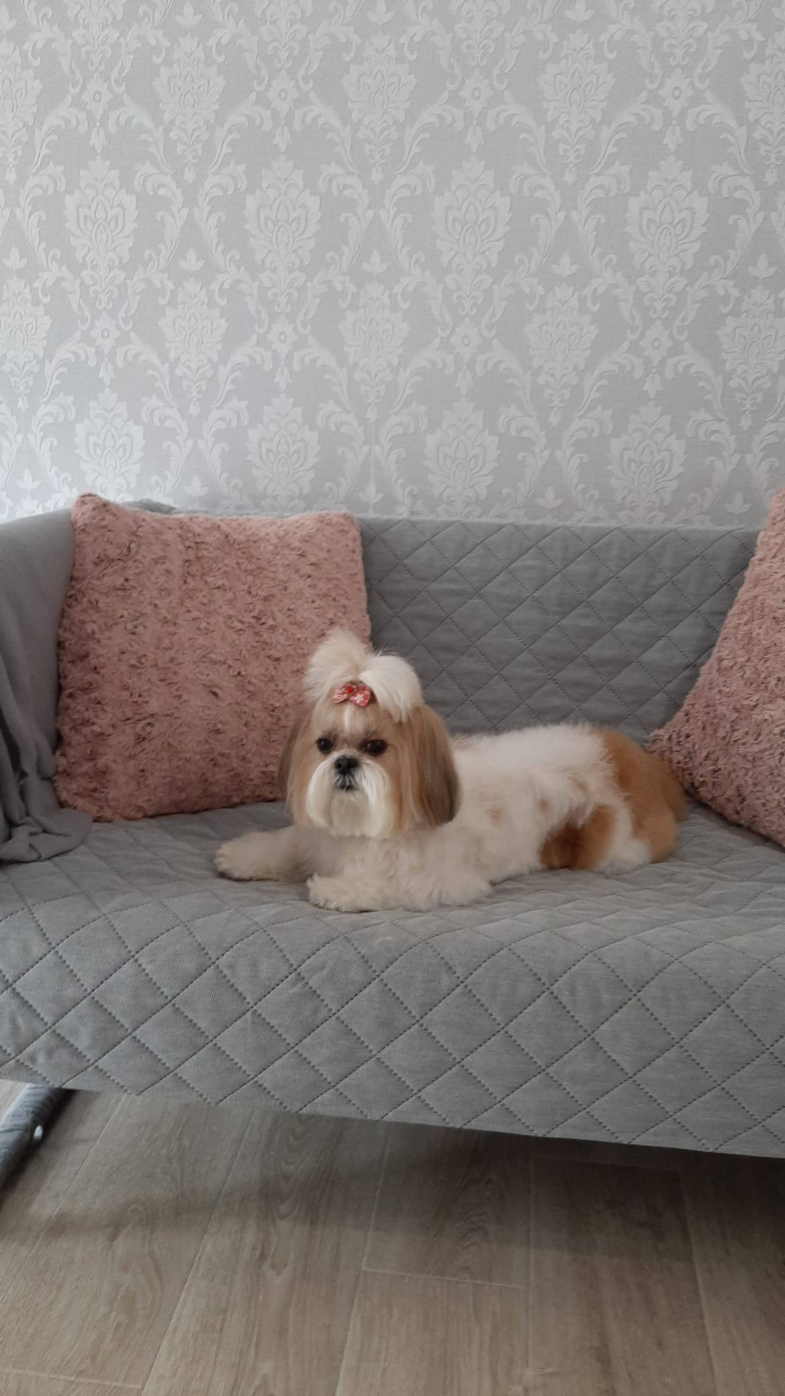 Salon de cosmetica canina si felina din Drumul Taberei, sector 6, Bucuresti. Frizerie caini si pisici din Drumul Taberei, sector 6, Bucuresti. Frizerie canina&felina.