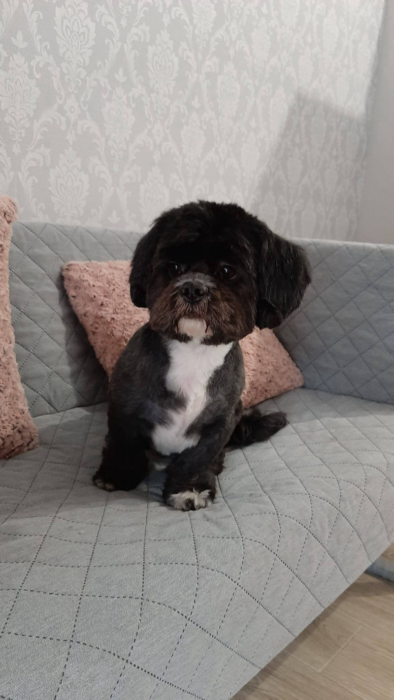 Salon de cosmetica canina si felina din Drumul Taberei, sector 6, Bucuresti. Frizerie caini si pisici din Drumul Taberei, sector 6, Bucuresti. Frizerie canina&felina.