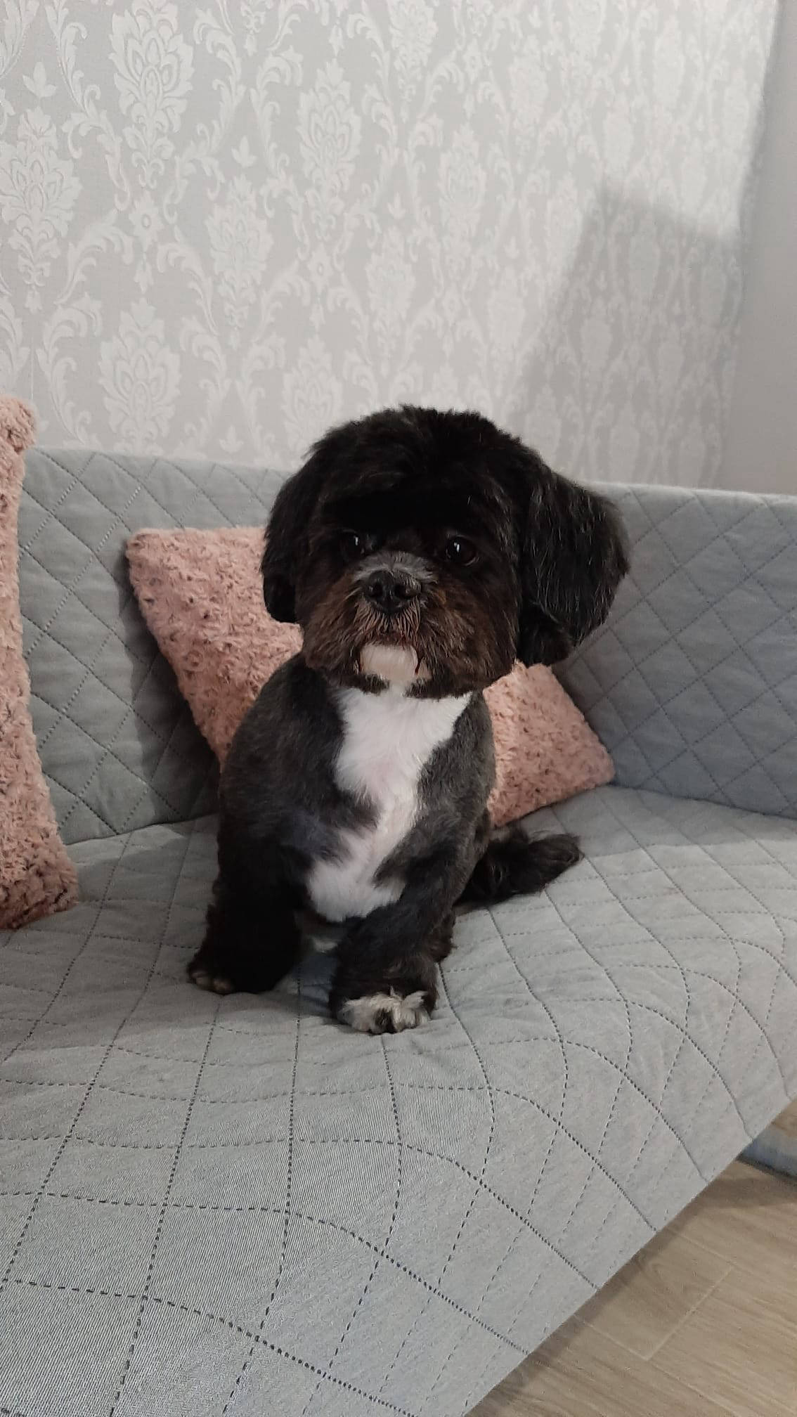 Salon de cosmetica canina si felina din Drumul Taberei, sector 6, Bucuresti. Frizerie caini si pisici din Drumul Taberei, sector 6, Bucuresti. Frizerie canina&felina.