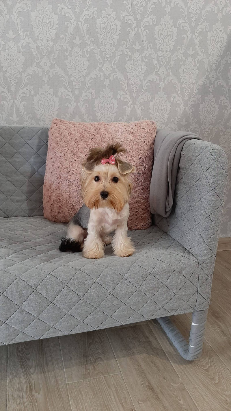 Salon de cosmetica canina si felina din Drumul Taberei, sector 6, Bucuresti. Frizerie caini si pisici din Drumul Taberei, sector 6, Bucuresti. Frizerie canina&felina.