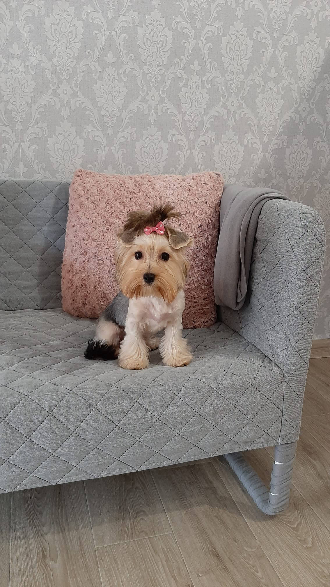 Salon de cosmetica canina si felina din Drumul Taberei, sector 6, Bucuresti. Frizerie caini si pisici din Drumul Taberei, sector 6, Bucuresti. Frizerie canina&felina.