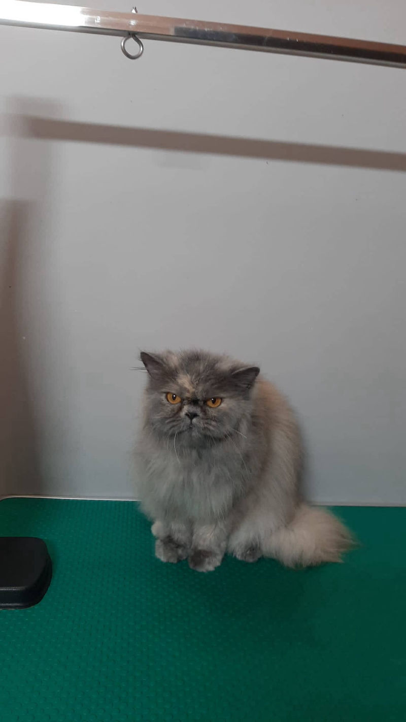 Salon de cosmetica canina si felina din Drumul Taberei, sector 6, Bucuresti. Frizerie caini si pisici din Drumul Taberei, sector 6, Bucuresti. Frizerie canina&felina.