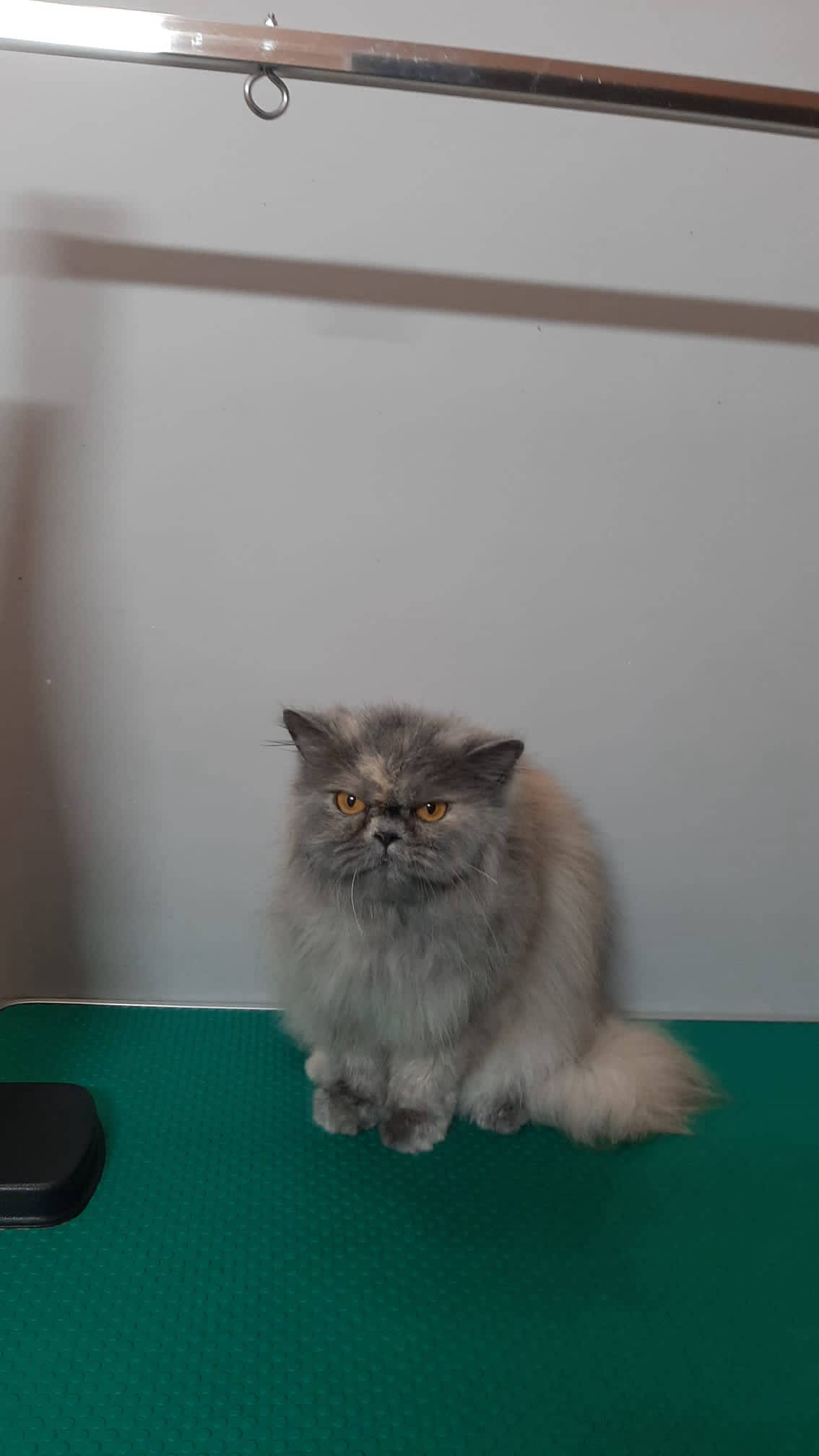 Salon de cosmetica canina si felina din Drumul Taberei, sector 6, Bucuresti. Frizerie caini si pisici din Drumul Taberei, sector 6, Bucuresti. Frizerie canina&felina.