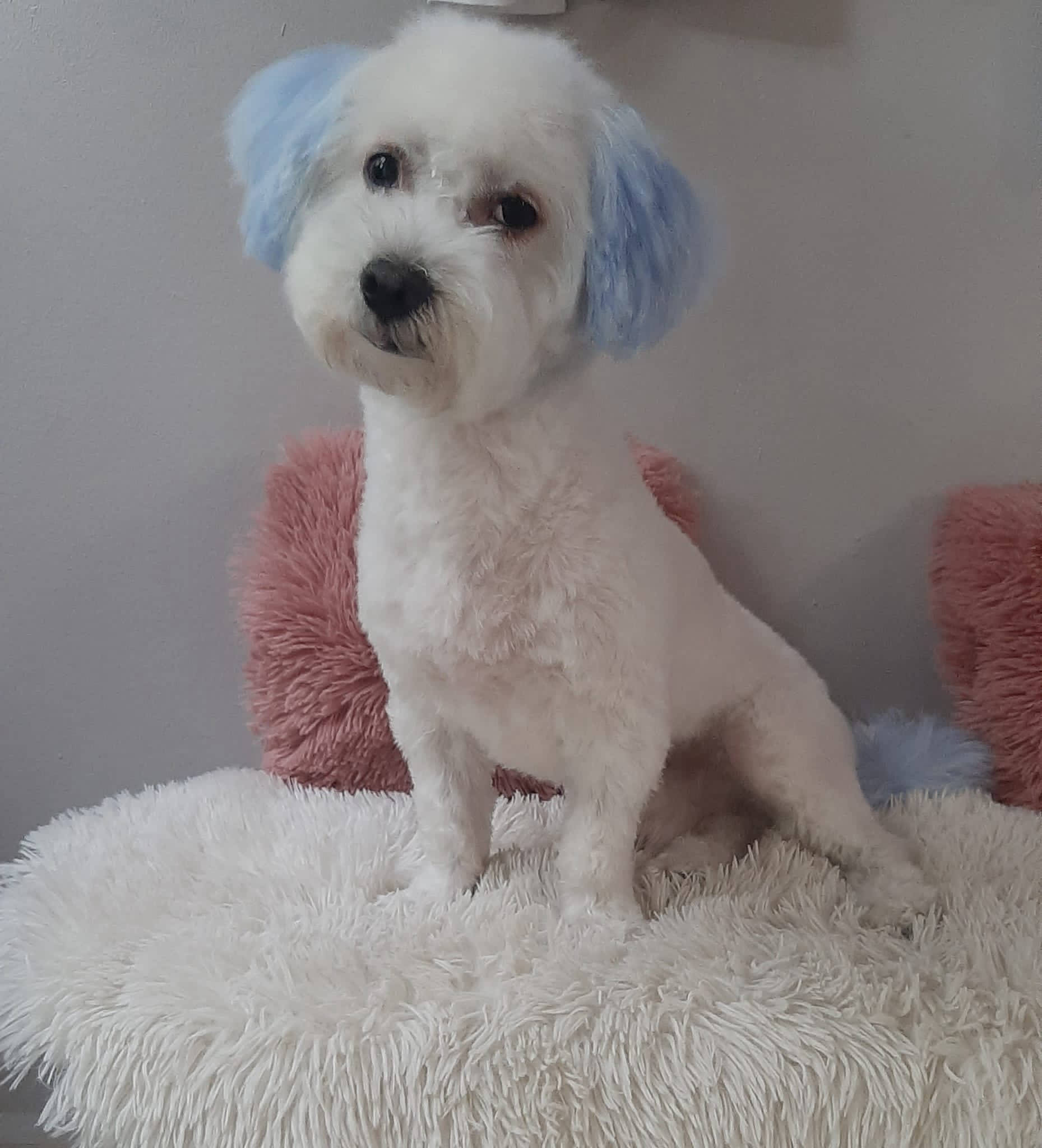 Salon de cosmetica canina si felina din Drumul Taberei, sector 6, Bucuresti. Frizerie caini si pisici din Drumul Taberei, sector 6, Bucuresti. Frizerie canina&felina.