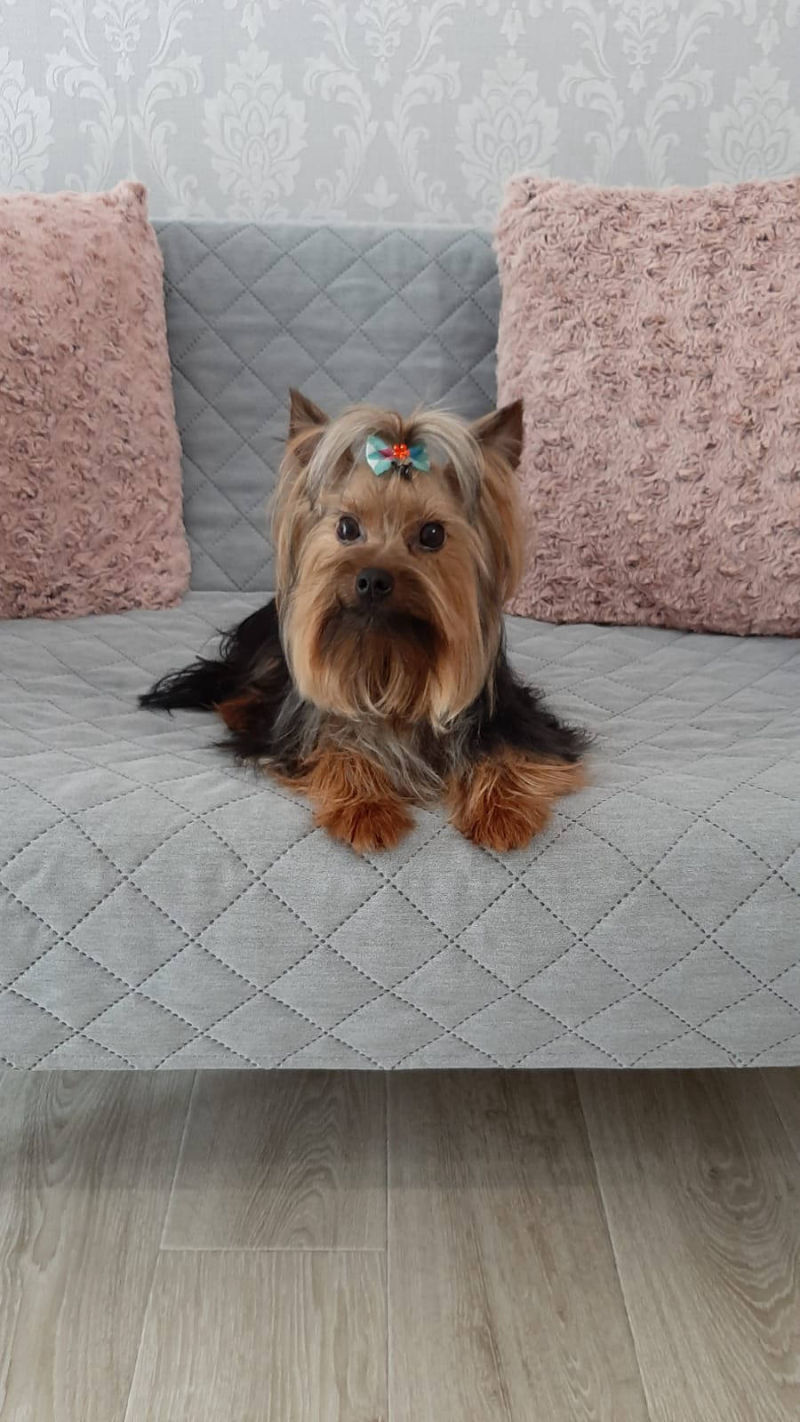 Salon de cosmetica canina si felina din Drumul Taberei, sector 6, Bucuresti. Frizerie caini si pisici din Drumul Taberei, sector 6, Bucuresti. Frizerie canina&felina.