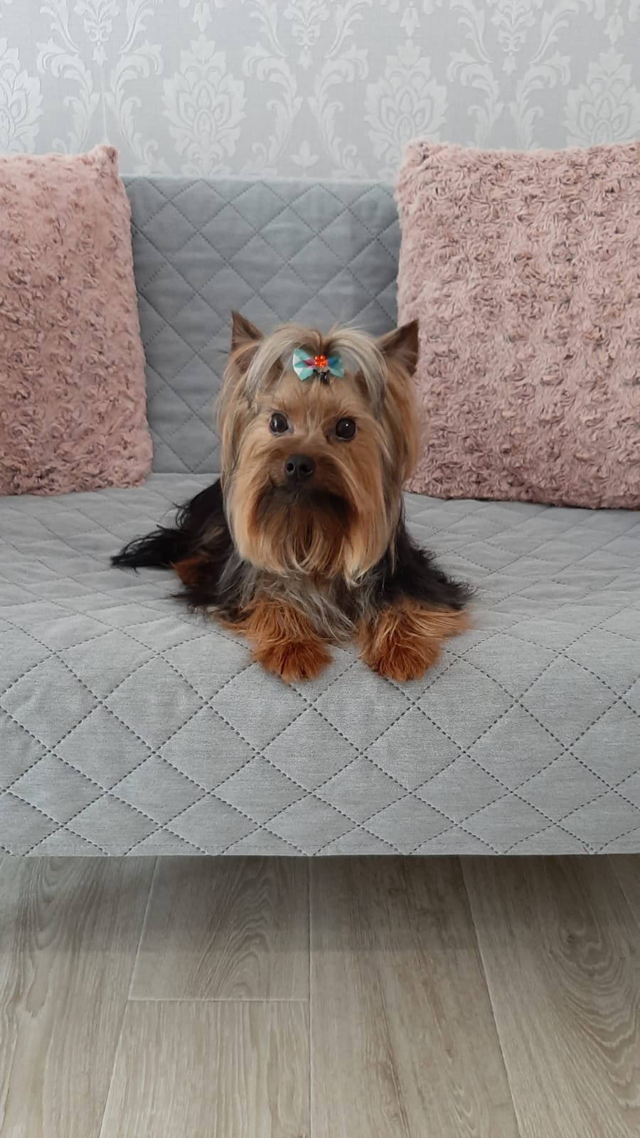 Salon de cosmetica canina si felina din Drumul Taberei, sector 6, Bucuresti. Frizerie caini si pisici din Drumul Taberei, sector 6, Bucuresti. Frizerie canina&felina.