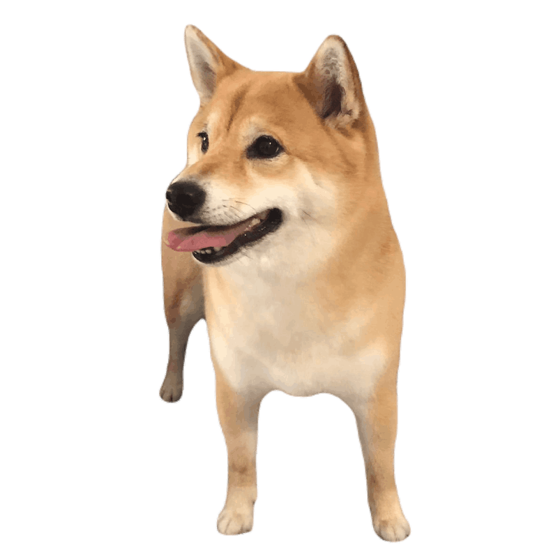 Salon de cosmetica canina si felina din Drumul Taberei, sector 6, Bucuresti. Frizerie caini si pisici din Drumul Taberei, sector 6, Bucuresti. Frizerie canina&felina.