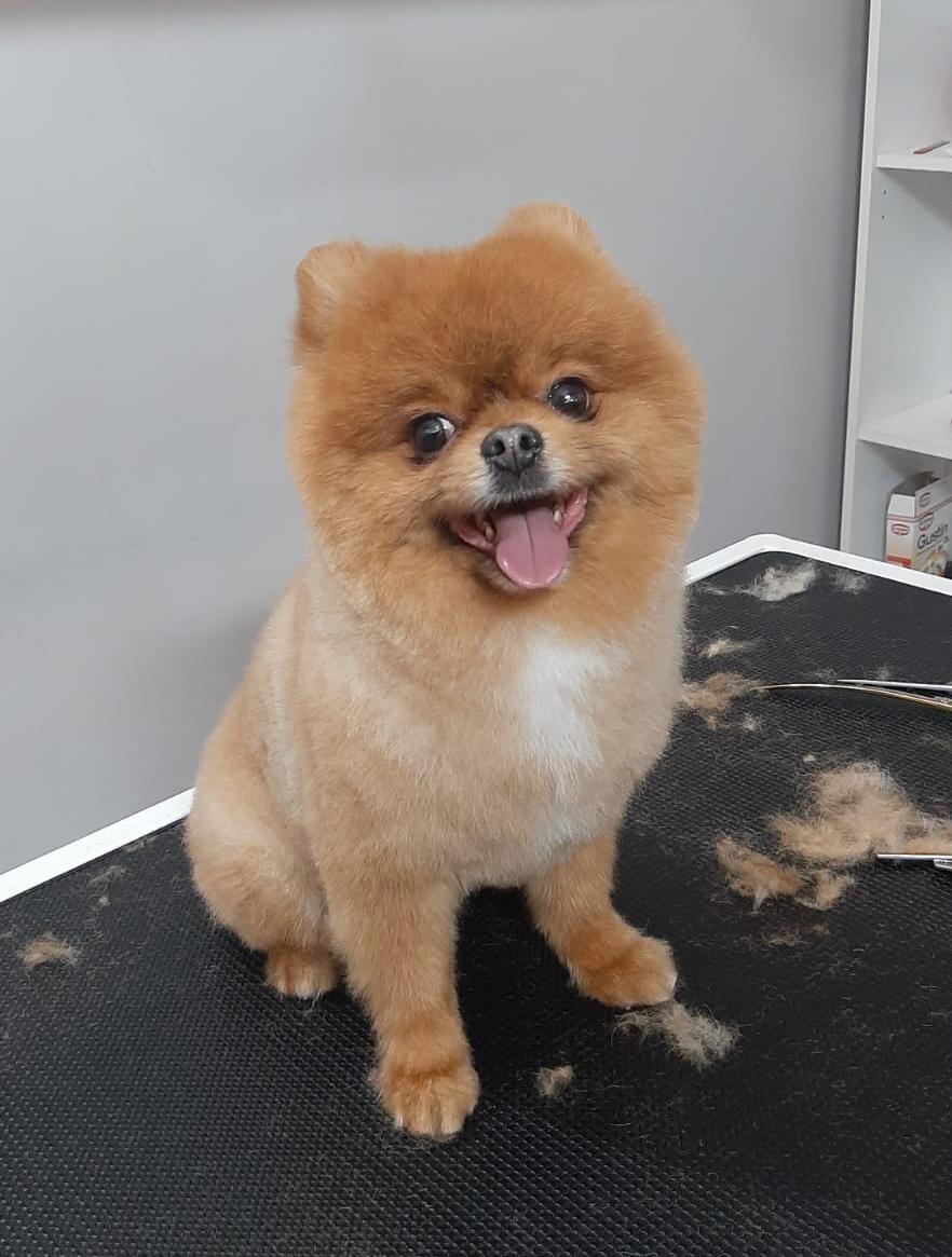 Salon de cosmetica canina si felina din Drumul Taberei, sector 6, Bucuresti. Frizerie caini si pisici din Drumul Taberei, sector 6, Bucuresti. Frizerie canina&felina.