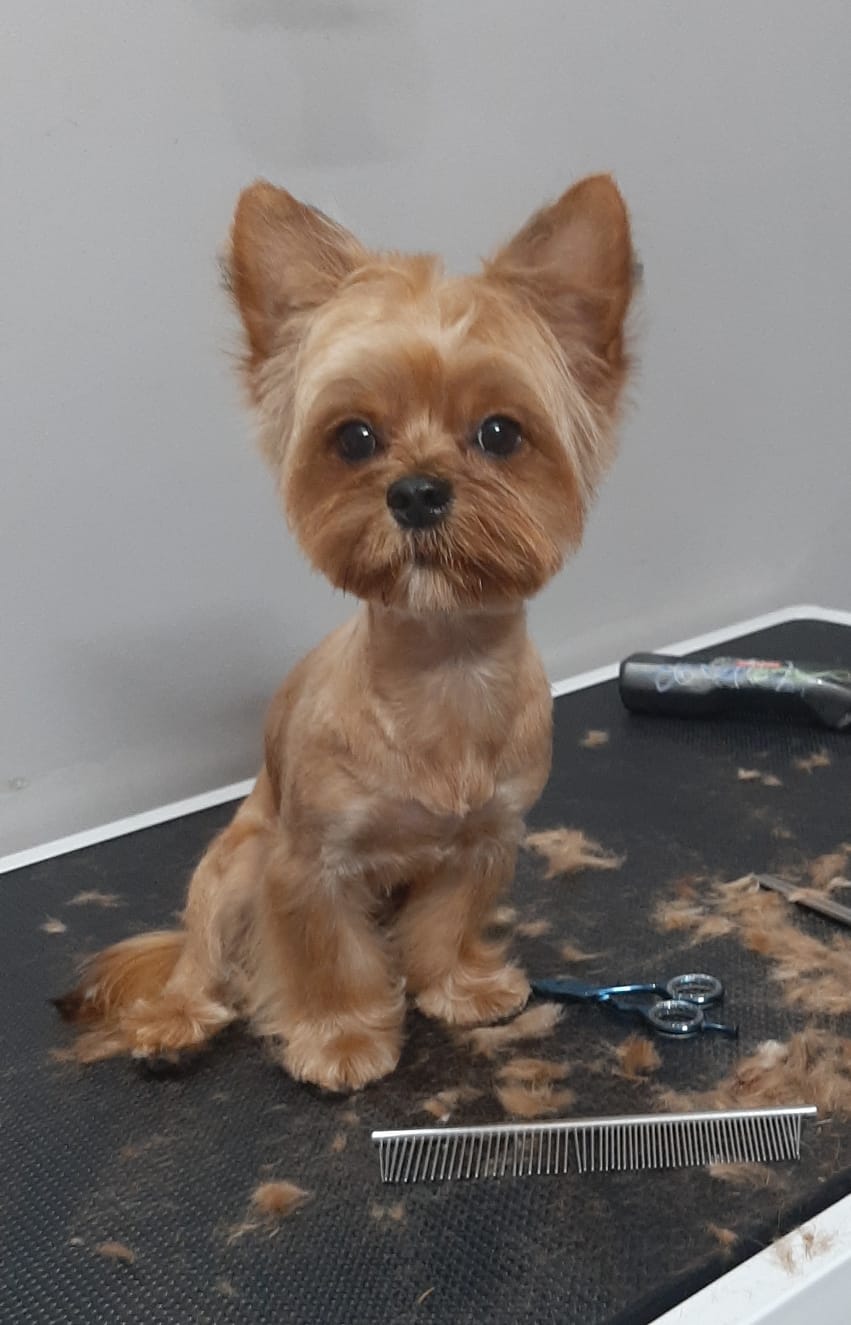 Salon de cosmetica canina si felina din Drumul Taberei, sector 6, Bucuresti. Frizerie caini si pisici din Drumul Taberei, sector 6, Bucuresti. Frizerie canina&felina.