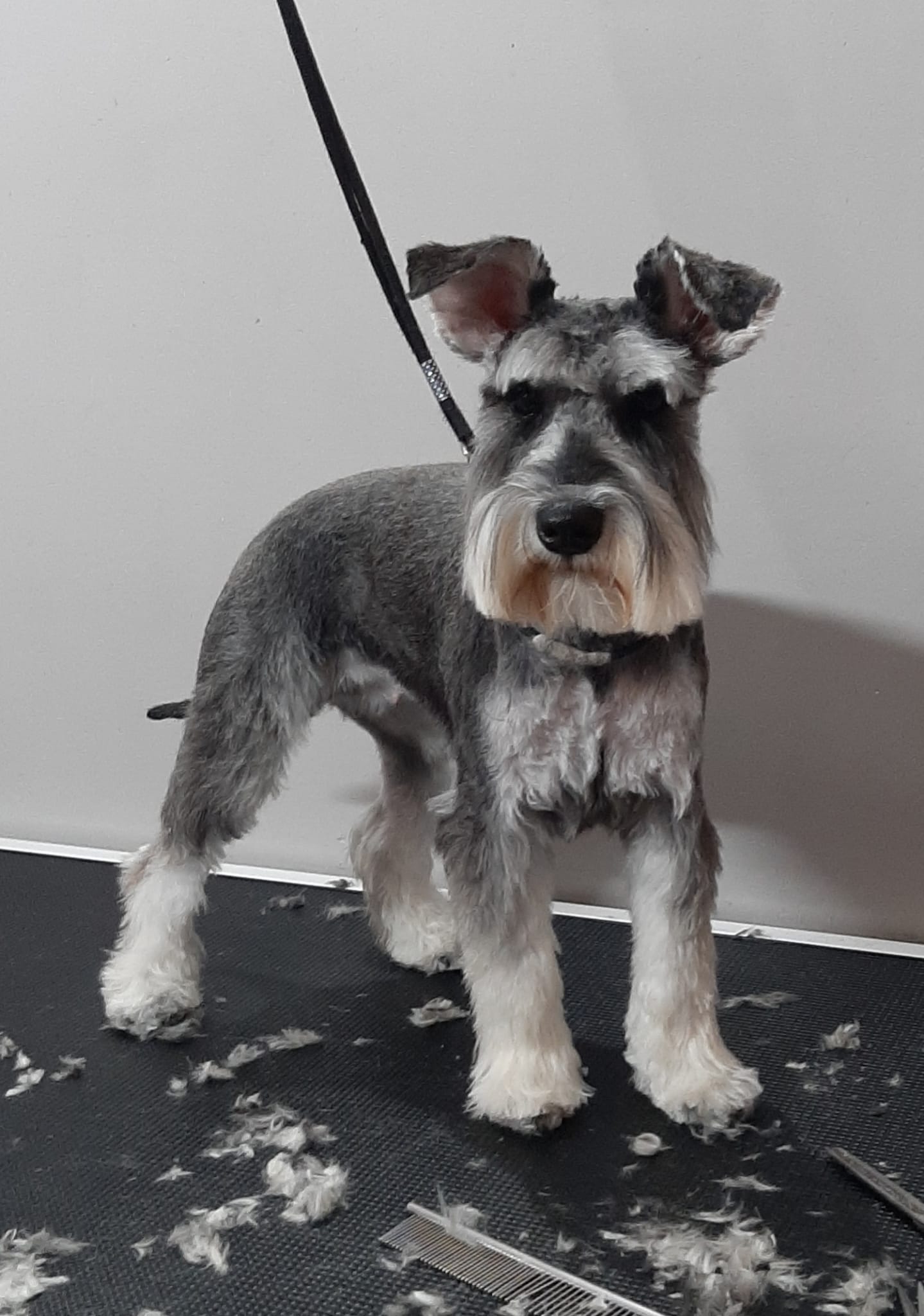 Salon de cosmetica canina si felina din Drumul Taberei, sector 6, Bucuresti. Frizerie caini si pisici din Drumul Taberei, sector 6, Bucuresti. Frizerie canina&felina.