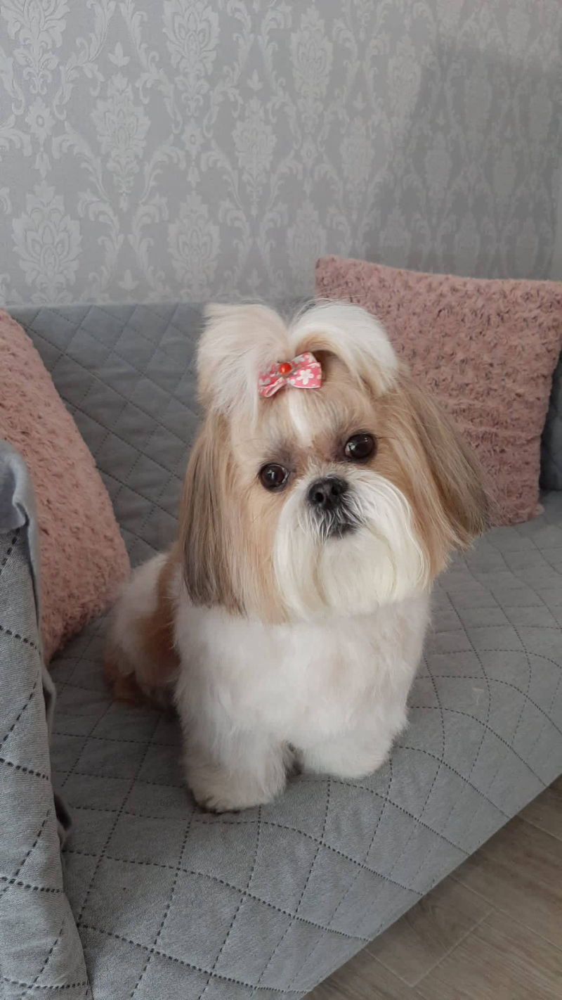 Salon de cosmetica canina si felina din Drumul Taberei, sector 6, Bucuresti. Frizerie caini si pisici din Drumul Taberei, sector 6, Bucuresti. Frizerie canina&felina.