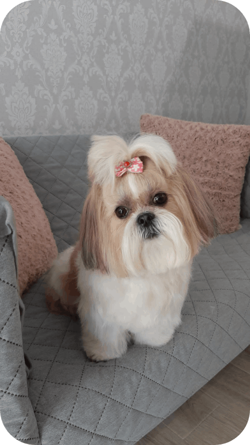 Salon de cosmetica canina si felina din Drumul Taberei, sector 6, Bucuresti. Frizerie caini si pisici din Drumul Taberei, sector 6, Bucuresti. Frizerie canina&felina.