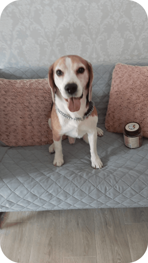 Salon de cosmetica canina si felina din Drumul Taberei, sector 6, Bucuresti. Frizerie caini si pisici din Drumul Taberei, sector 6, Bucuresti. Frizerie canina&felina.