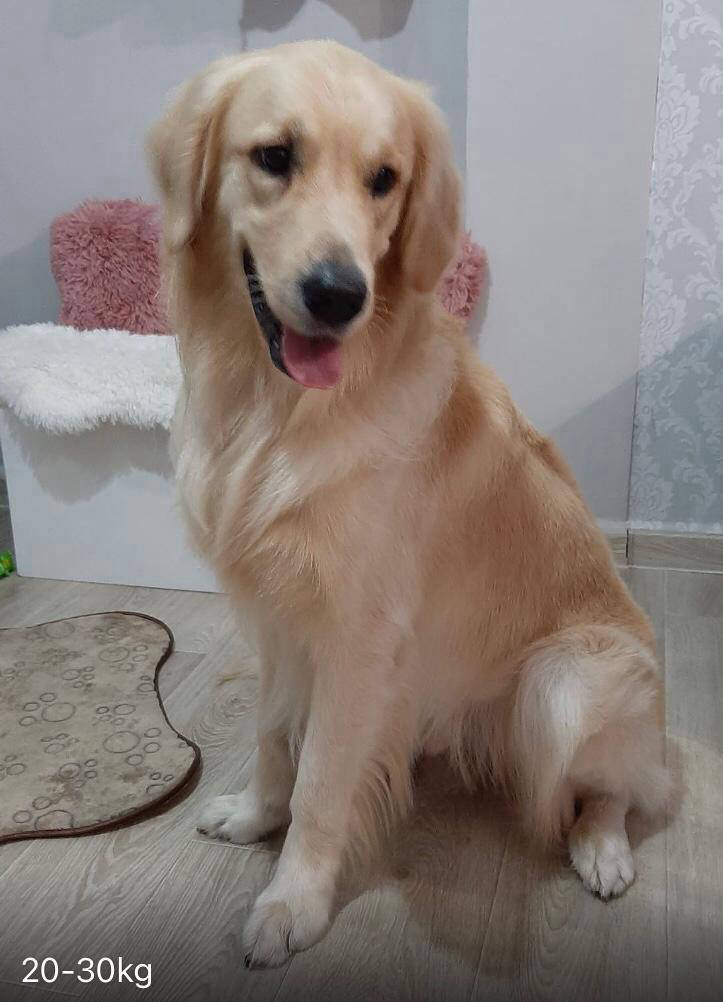 Salon de cosmetica canina si felina din Drumul Taberei, sector 6, Bucuresti. Frizerie caini si pisici din Drumul Taberei, sector 6, Bucuresti. Frizerie canina&felina.