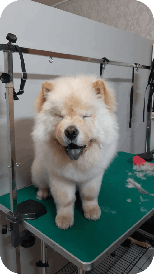 Salon de cosmetica canina si felina din Drumul Taberei, sector 6, Bucuresti. Frizerie caini si pisici din Drumul Taberei, sector 6, Bucuresti. Frizerie canina&felina.