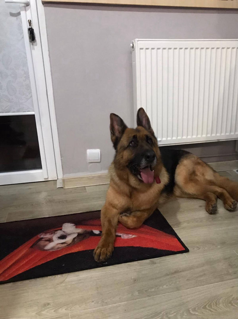 Salon de cosmetica canina si felina din Drumul Taberei, sector 6, Bucuresti. Frizerie caini si pisici din Drumul Taberei, sector 6, Bucuresti. Frizerie canina&felina.