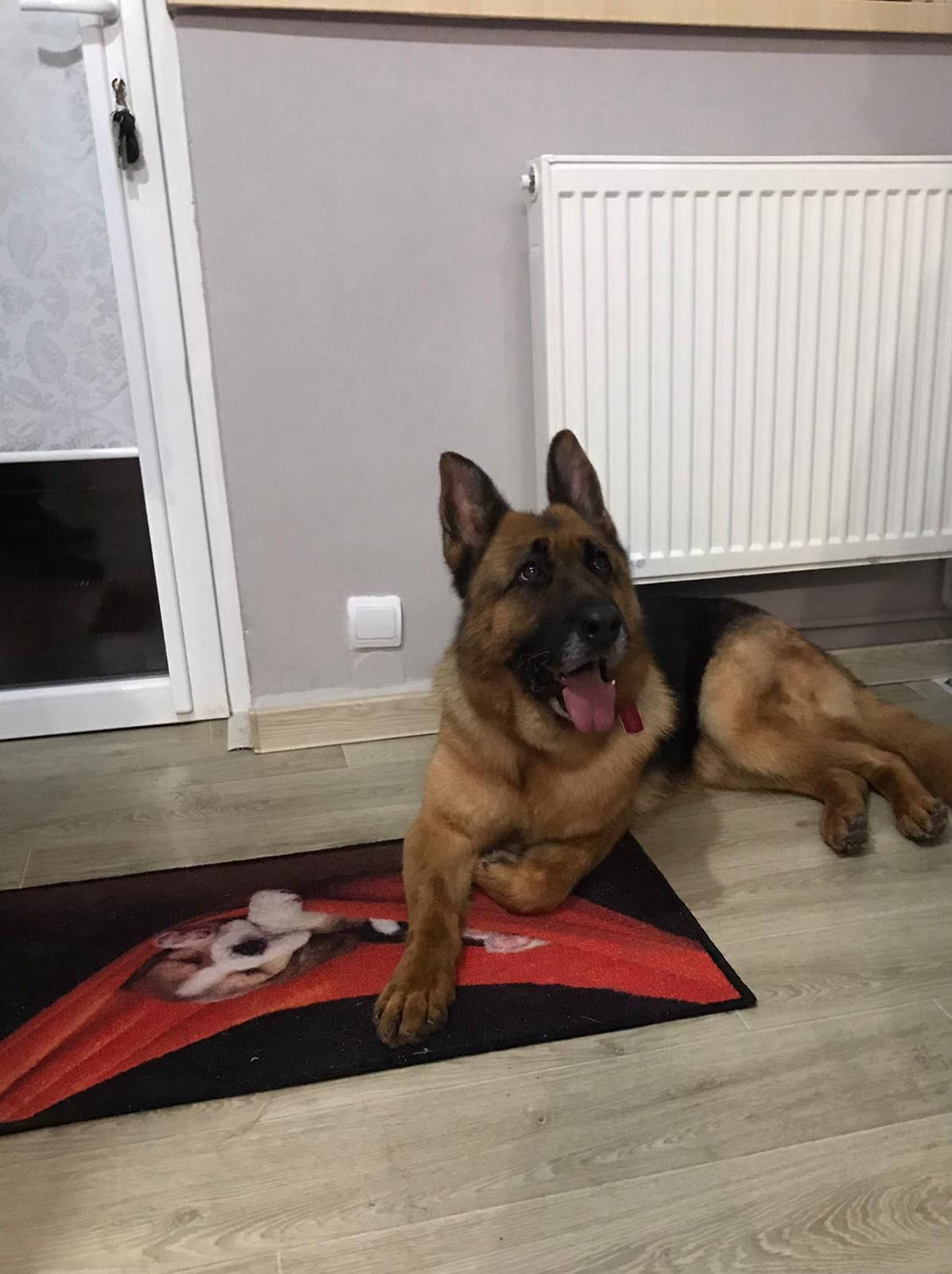 Salon de cosmetica canina si felina din Drumul Taberei, sector 6, Bucuresti. Frizerie caini si pisici din Drumul Taberei, sector 6, Bucuresti. Frizerie canina&felina.