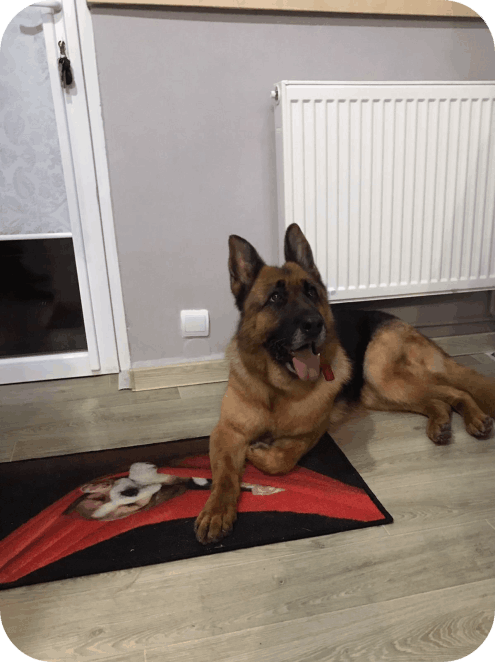 Salon de cosmetica canina si felina din Drumul Taberei, sector 6, Bucuresti. Frizerie caini si pisici din Drumul Taberei, sector 6, Bucuresti. Frizerie canina&felina.