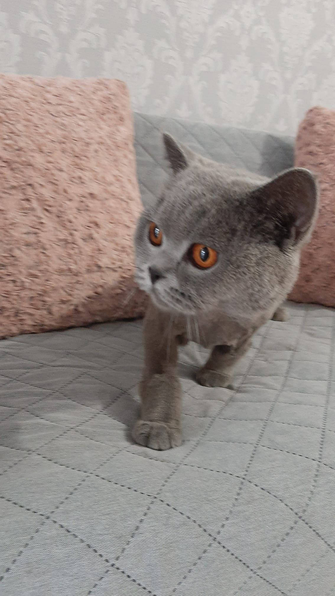 Salon de cosmetica canina si felina din Drumul Taberei, sector 6, Bucuresti. Frizerie caini si pisici din Drumul Taberei, sector 6, Bucuresti. Frizerie canina&felina.