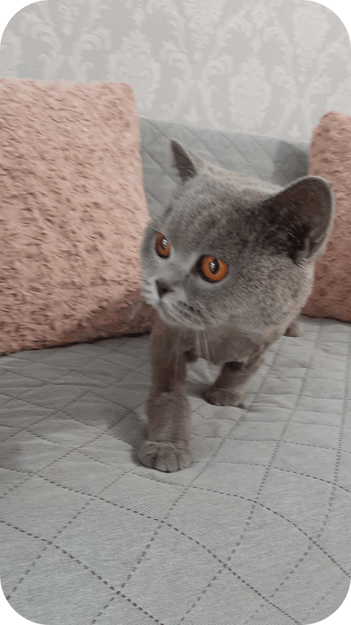 Salon de cosmetica canina si felina din Drumul Taberei, sector 6, Bucuresti. Frizerie caini si pisici din Drumul Taberei, sector 6, Bucuresti. Frizerie canina&felina.